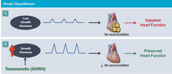 Diagrams showing impaired vs. preserved heart function in people with low vs. normal growth hormone.